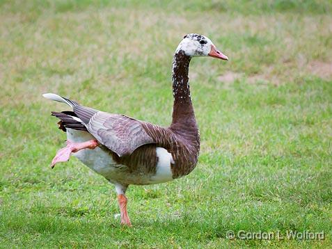 Stretching Goose_25935.jpg - Feral Greylag (barnyard) goose photographed at Ottawa, Ontario, Canada.